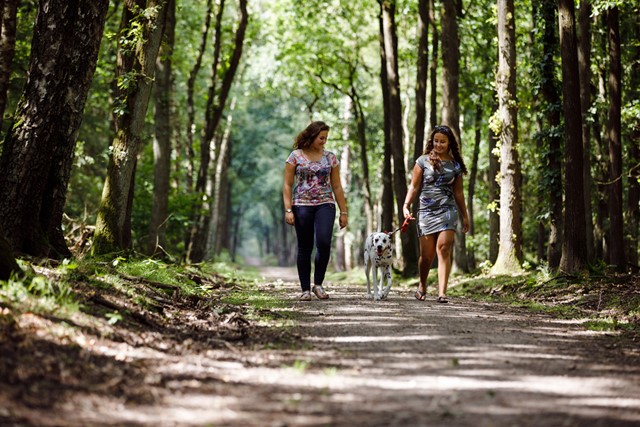 afbeelding van twee wandelaars met hun hond in het bos.