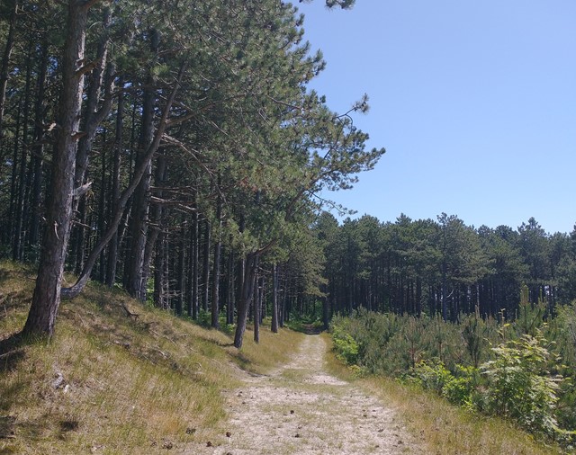 Pad Langs De Rand Van Het Bos Lydia Bax Verkleind