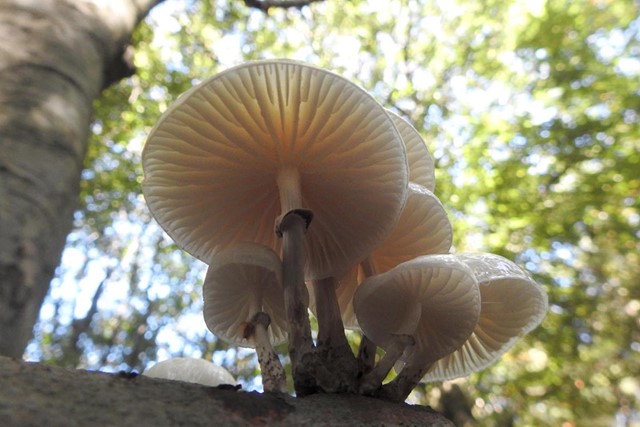 Wandelen in de ijstijd Amerongse Bos, paddenstoelen, porseleinzwammen