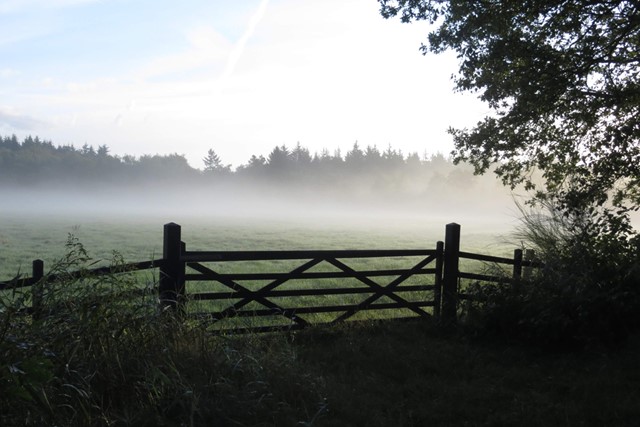 afbeelding van een weiland in de mist.
