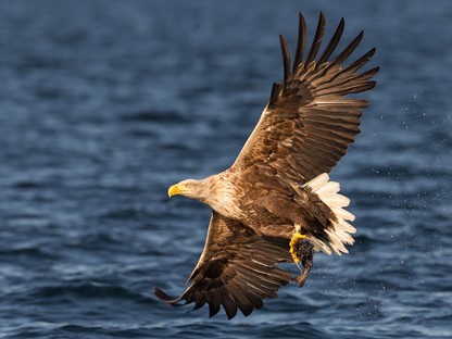 Zeearend Nationaal Park Lauwersmeer