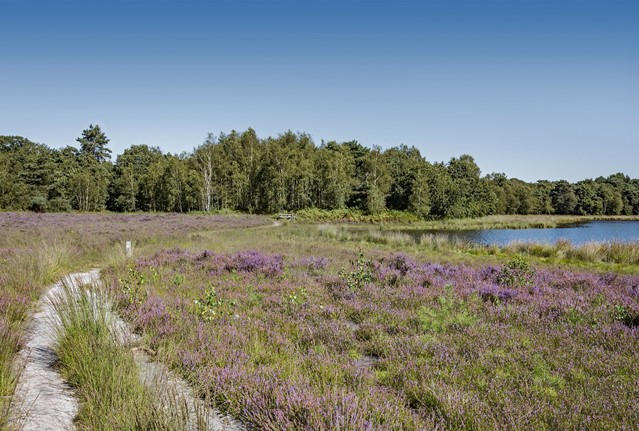 De Strijbeekse Heide