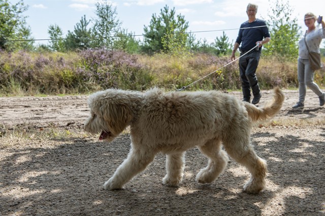afbeelding van twee wandelaars met een hond in het heidegebied.