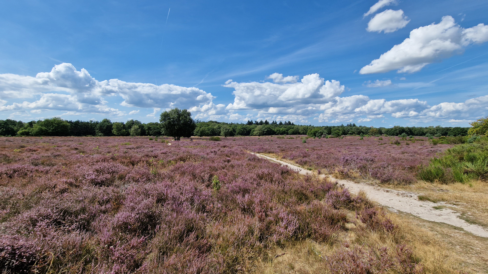 Paarse heide met een zandpad.