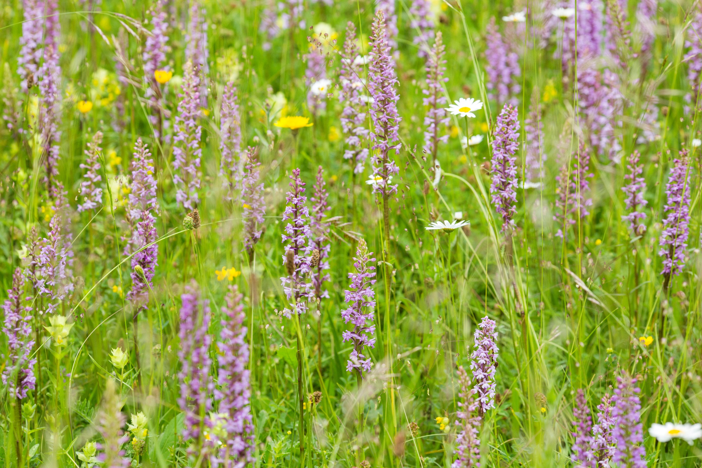 Bloeiende orchideeën