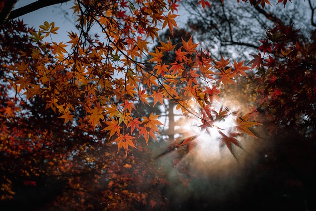 Herfstbladeren 