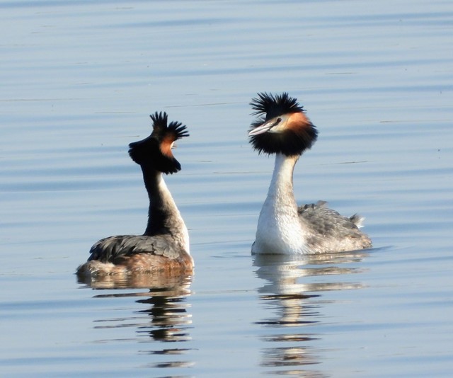 Twee futen in het water