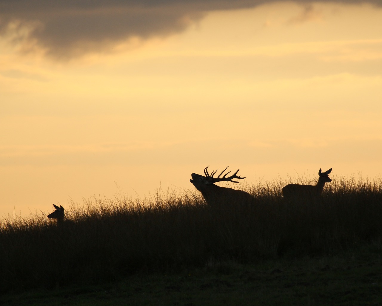 Header | /big-five-veluwe
