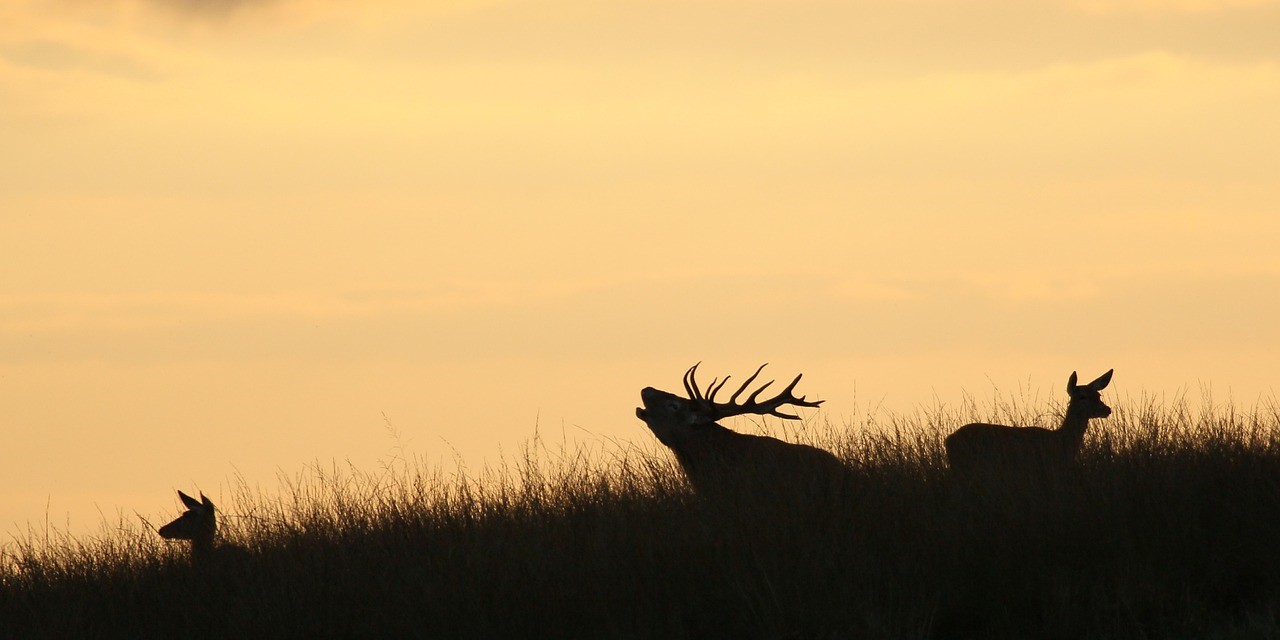 Header | /big-five-veluwe