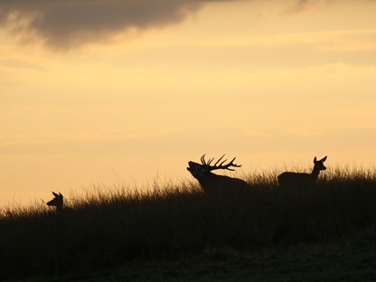 Header | /big-five-veluwe