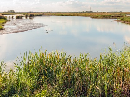Biesboschpad Rondje Jantjesplaat Deeneplaat