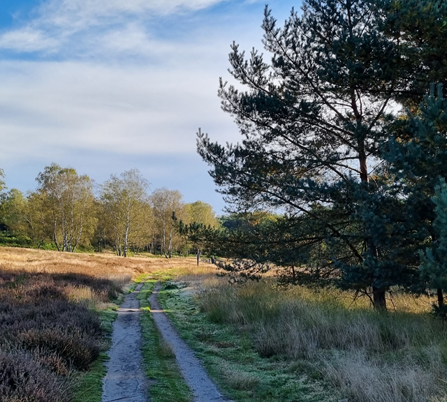 De mooiste wandelroutes in de herfst: Wolfheze