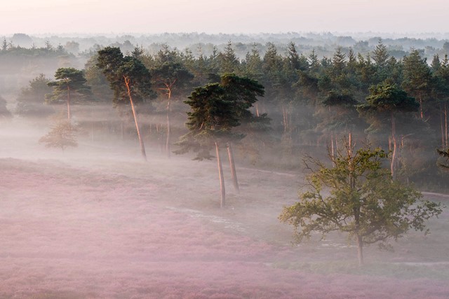 Een prachtig uitzicht vanaf de uitkijktoren over de Afferdense duinen
