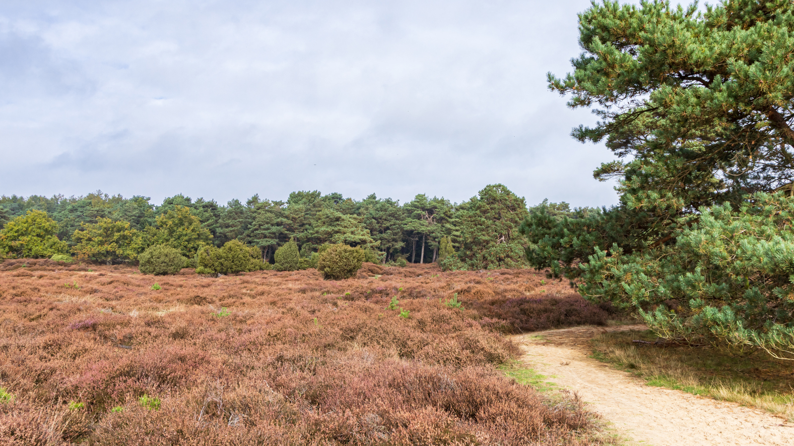 Wandelroute Drouwenerzand Eindje Om Het Drouwenerzand