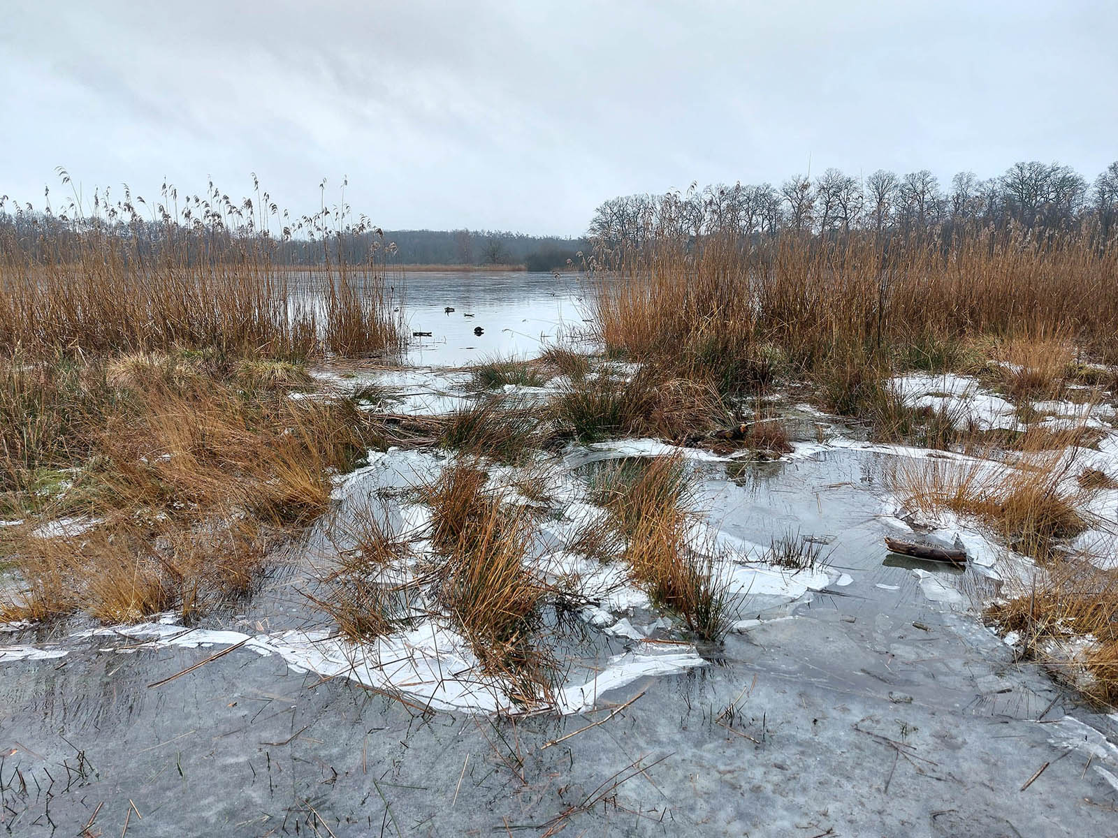  Wandelen in de ijstijd Uddelermeer