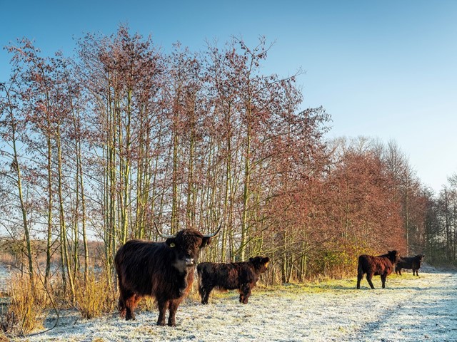 Grazers in de Kemper-Broek