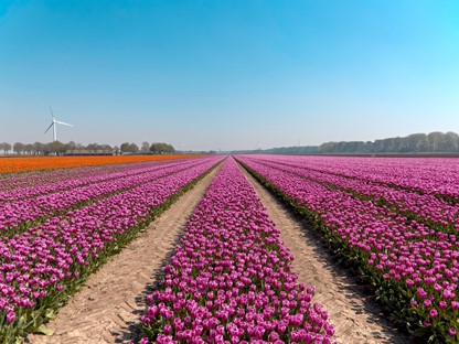 Bollenveld Zwanenwater
