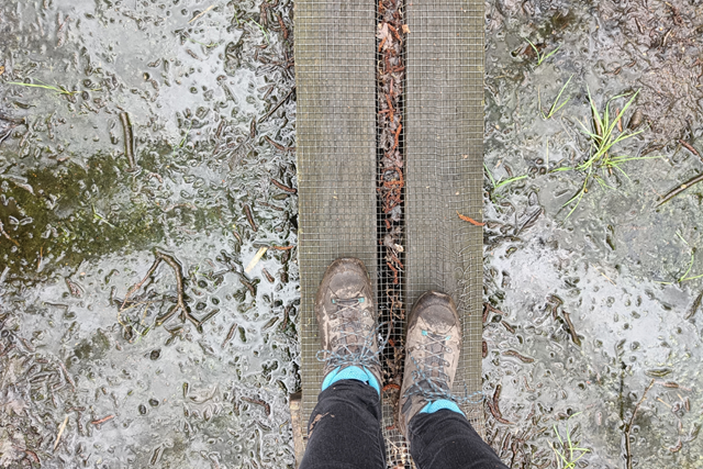 Wandelroute Naardermeer Laarzenpad Vlonderpaadjes Door Moerasbos
