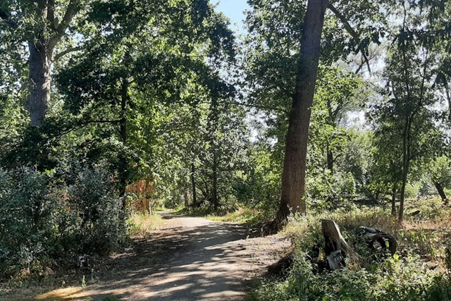 Afbeelding van een wandelpad op Eiland van Brienenoord