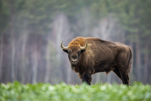 Wisent aan de bosrand.