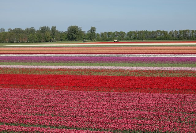 Tulpenveld