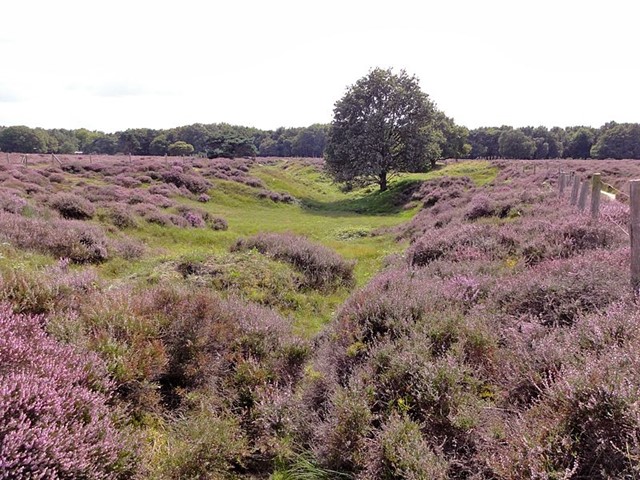 De heide bij de Tafelberg
