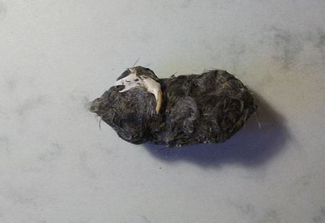 Een braakbal
