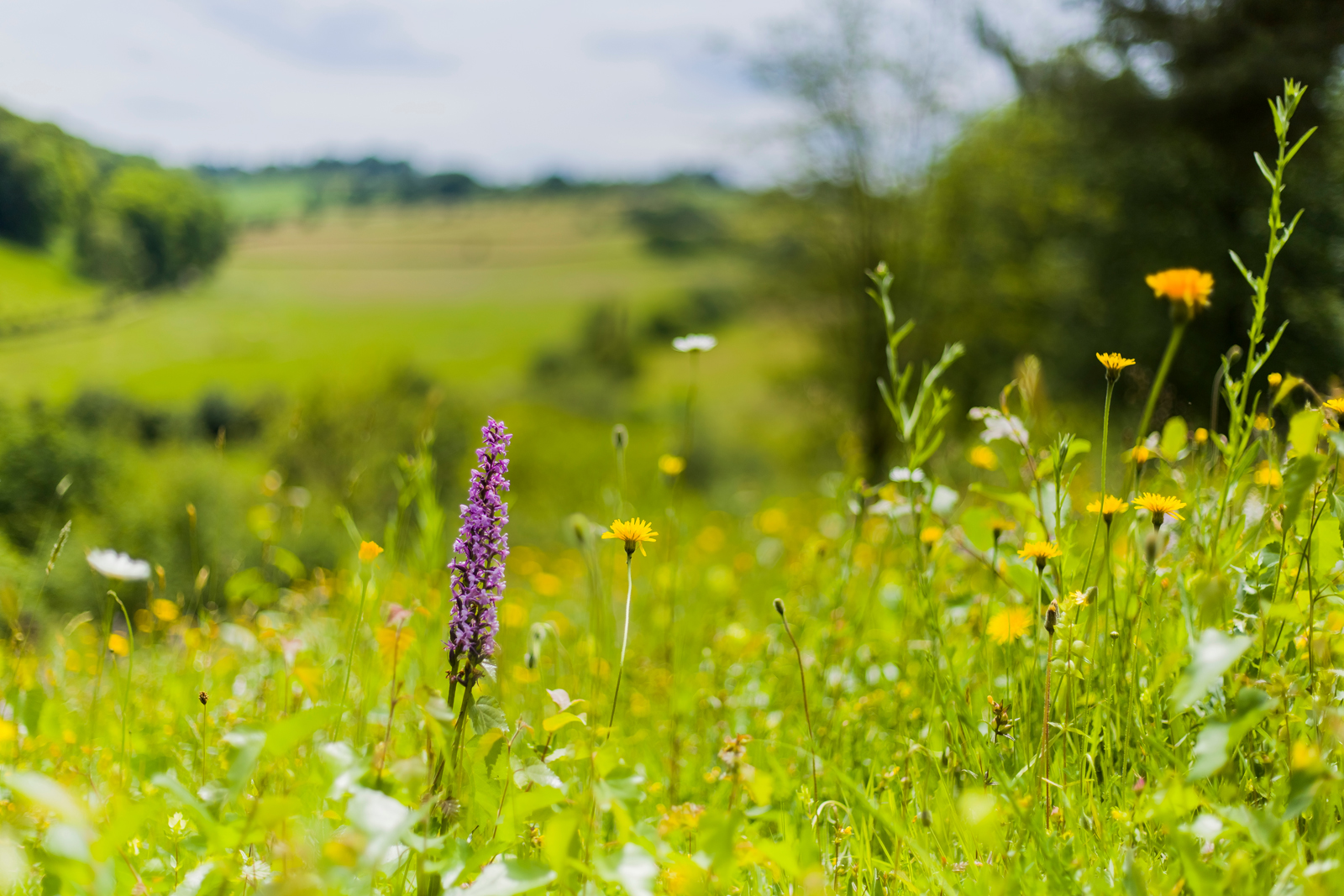 orchidee tussen andere wilde bloemen en gras in het Gerendal.