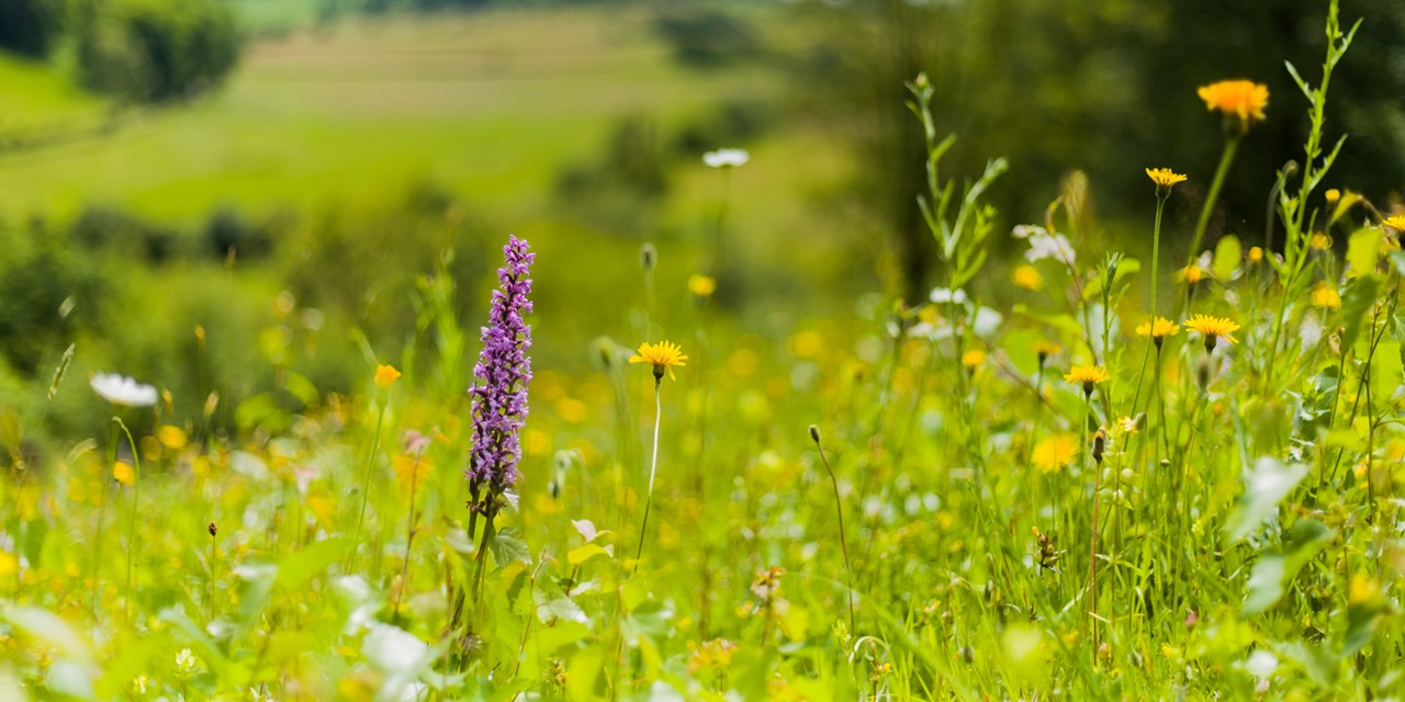 orchidee tussen andere wilde bloemen en gras in het Gerendal.