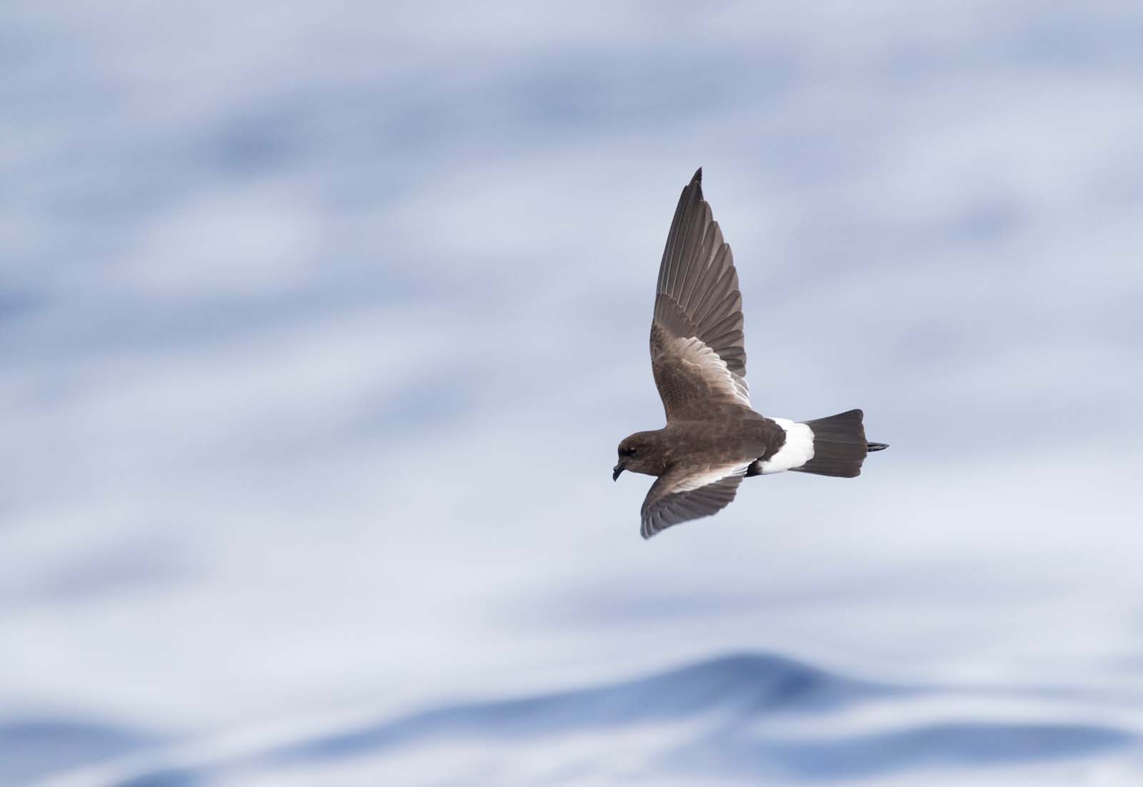 Drie perfecte plekken om vogels te kijken; Vaal Stormvogeltje