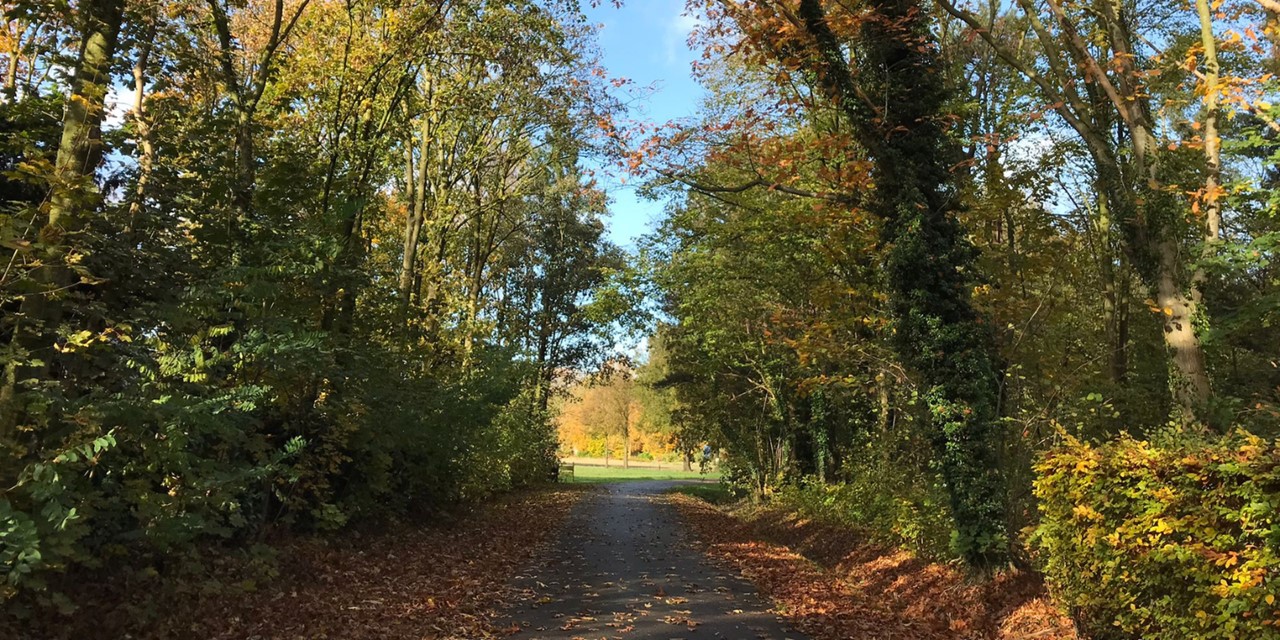 Bewust Wandelen, 5 Oefeningen Om Te Verbinden Met De Natuur