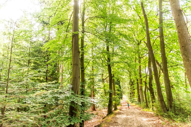 Bos in het grenspark Kalmthoutse Heide