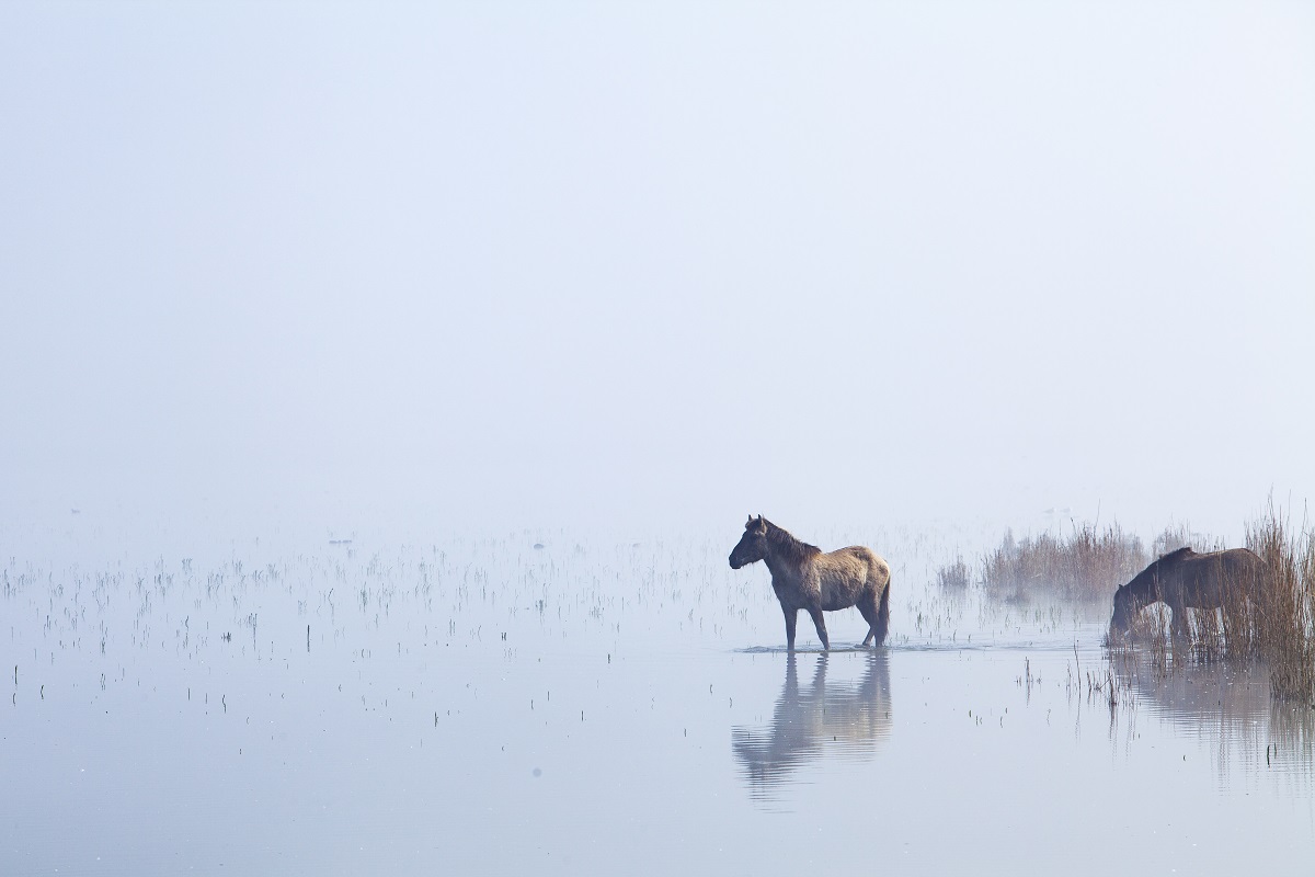 Paard in laagstaand water