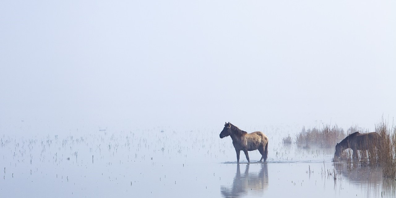 Paard in laagstaand water