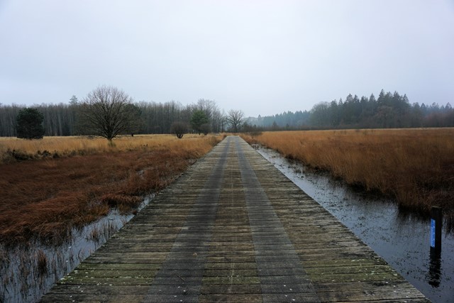 Het vlonderpad op de Veenpluisroute 
