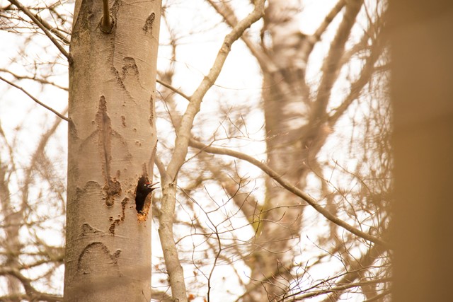 afbeelding van een zwarte specht in een boom.