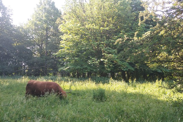 schotse hooglander in een groen park.