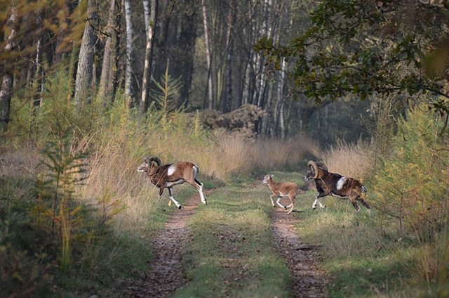 Moeflons in Het Wekeromse Zand