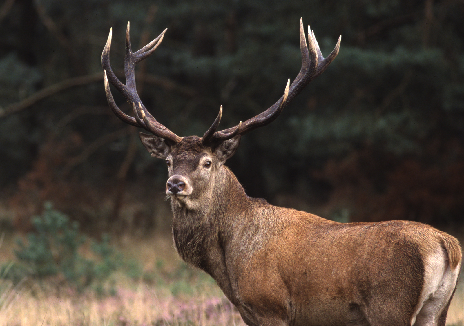 Naar het bos drie ontspannen wandeluitjes; edelhert op de Veluwe