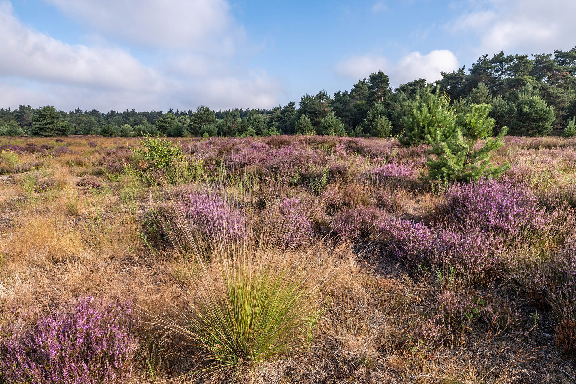 Een heide in bloei op de Dikkenberg