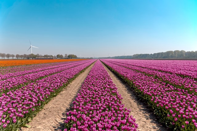 Tulpenveld