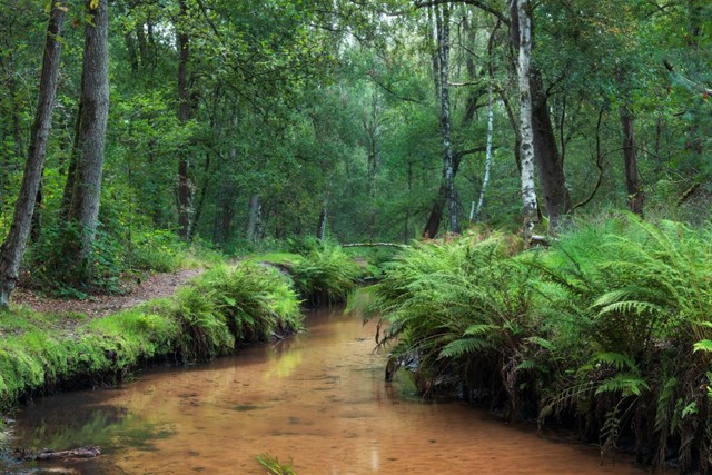 5x de mooiste wandelroutes in De Kampina