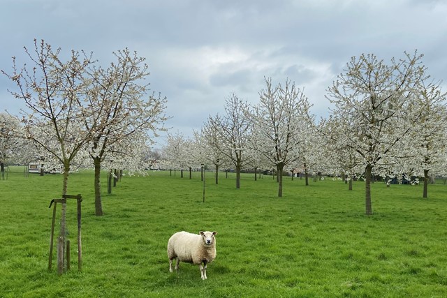 schaap op het gras in een fruitboomgaard met bloesem