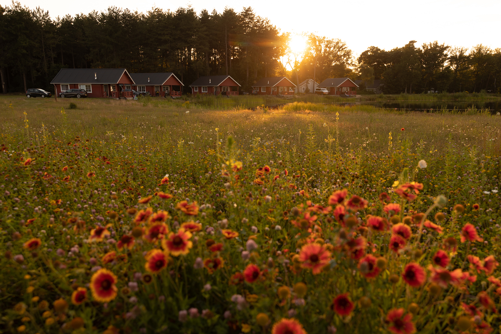 Naar het bos drie ontspannen wandeluitjes; de Flaasbloem in Chaam.