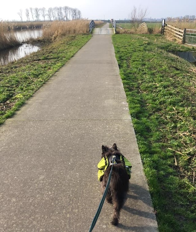 Afbeelding 1 | Van Mantgum naar Sneek: langs zwanen en starende schapen