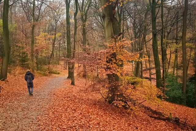 De mooiste wandelroutes in de herfst: N70 bij Berg en Dal