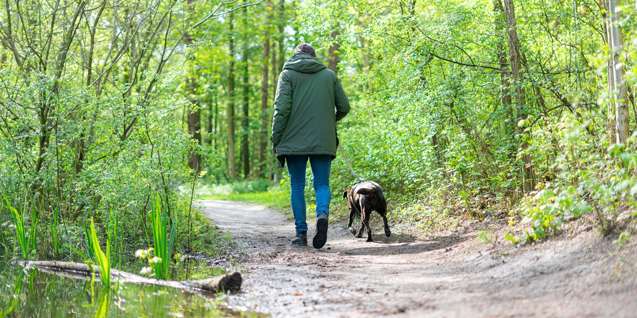 Man wandelt met hond in een bos