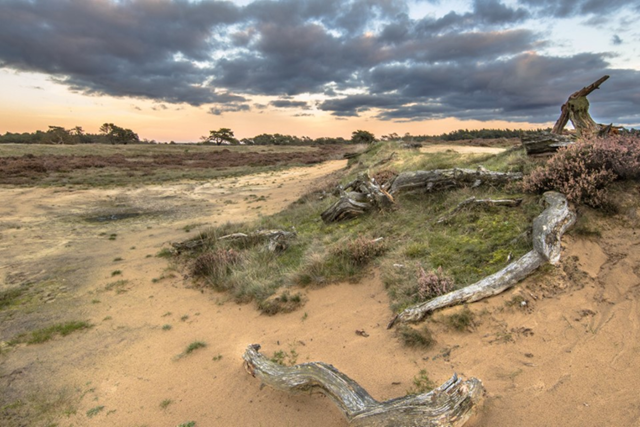 Wandelroutes Op De Veluwe 5 Tips Hoge Veluwe