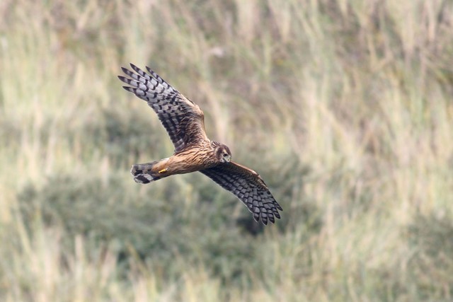 afbeelding van een vliegende Blauwe Kiekendief. (Foto: © Thomas van der Es, Staatsbosbeheer)
