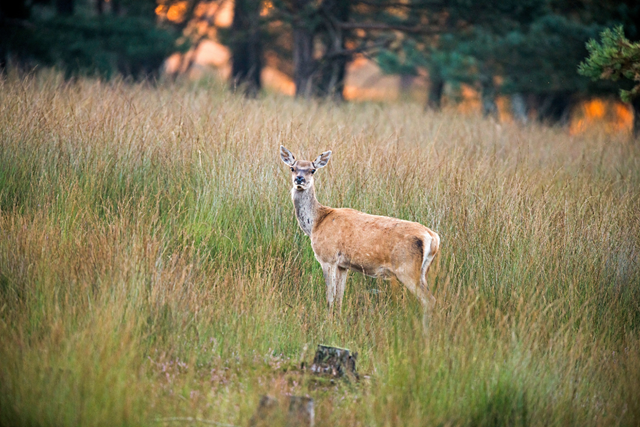 Wandelroute Veluwe Deelerwoud Hertjes Spotten